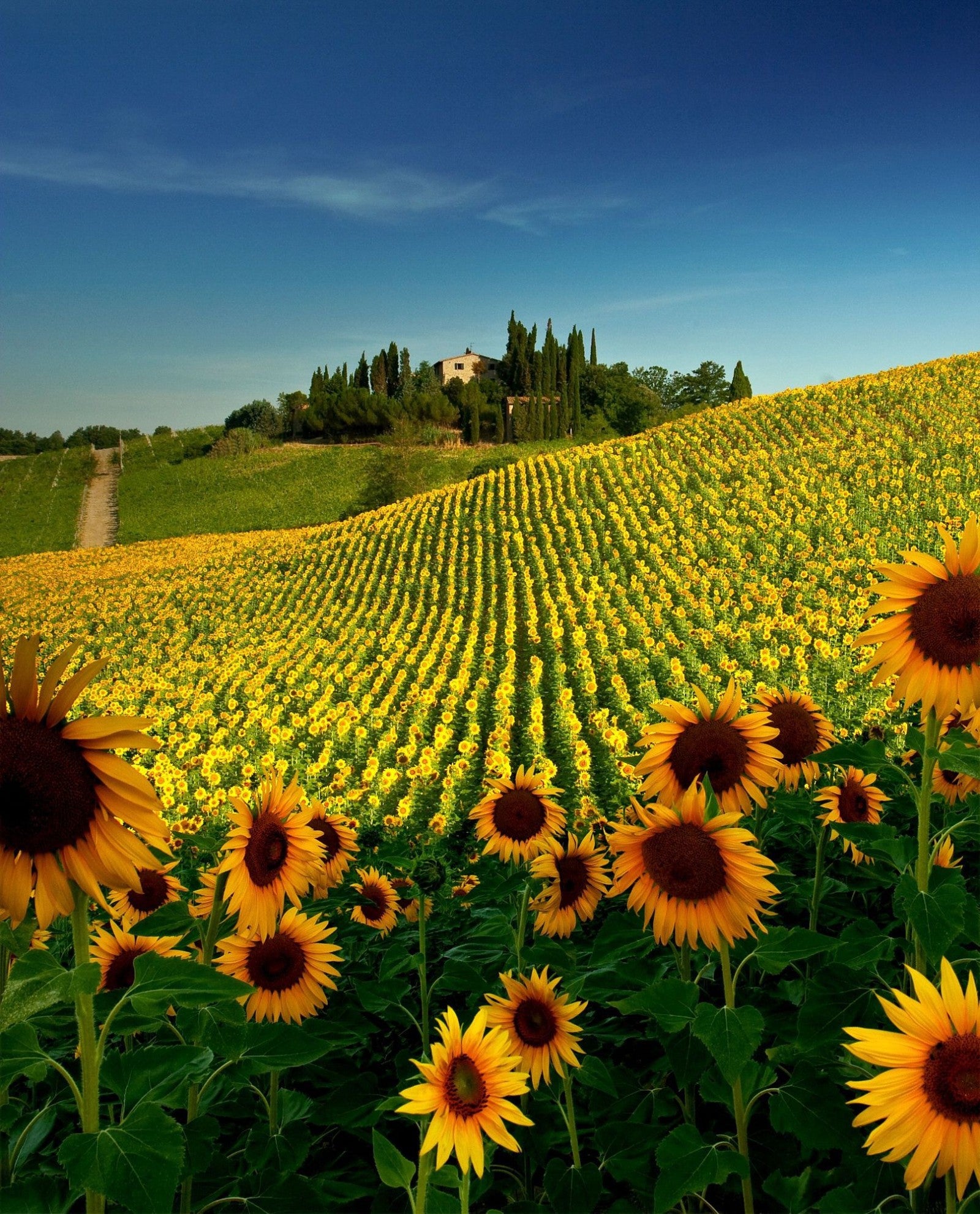 Flower Fields in the World worth Traveling to See SWAGGER Magazine