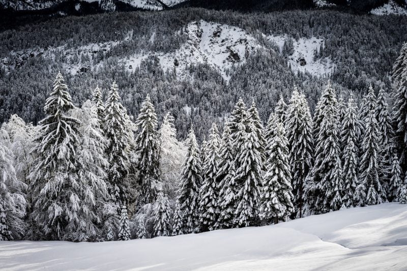 Beerman: Snowy forest