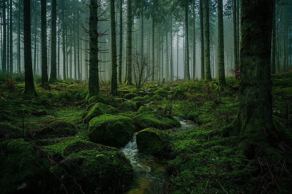 travel to black forest germany